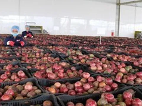 Một 'sản vật' triệu USD của Việt Nam được Trung Quốc rầm rộ thu mua, chuẩn bị sang Mỹ, nước ta xuất khẩu top 10 thế giới