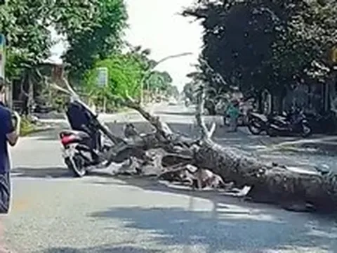 Người đàn ông đi đường bị cây gỗ đè tử vong