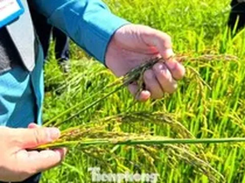 Nắng nóng rồi mưa lớn, hàng nghìn ha lúa hè thu ở Nghệ An 'không cúi đầu'