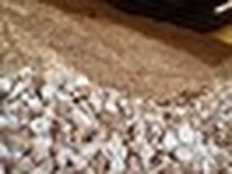 'Vựa lúa dưới lòng đất' của Việt Nam được Malaysia đổ tiền thu mua hàng chục nghìn tấn, nước ta có sản lượng 10 triệu tấn/năm