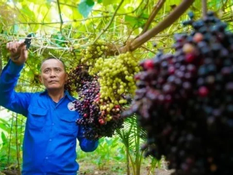 Có vườn nho rừng lúc lỉu quả, U60 miền Tây mời khách đến tham quan miễn phí