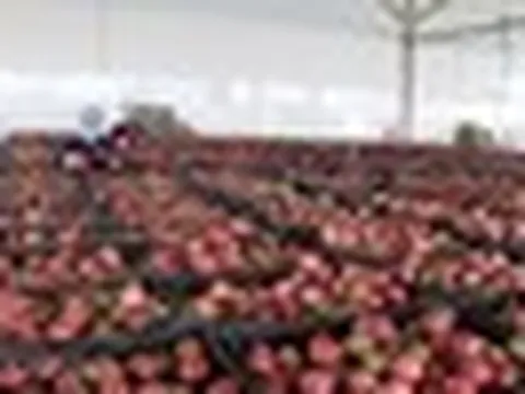 Loại quả "lọc" mỡ máu cực tốt, bán đầy chợ Việt giá chỉ từ 25.000 đồng/kg: EU ưa chuộng, xuất khẩu thu về hơn 116 triệu USD