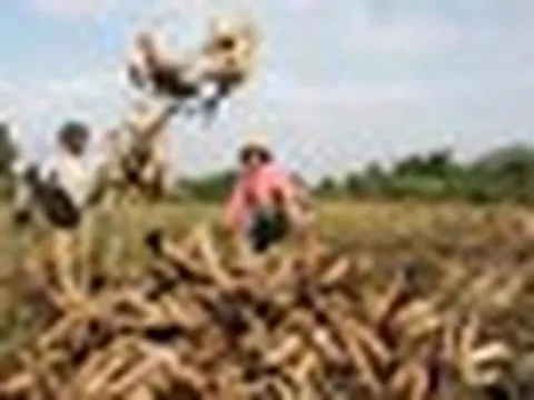 Campuchia hái ra tiền với loại 'vàng trắng' Việt Nam xuất khẩu top 3 thế giới: 8 tháng thu gần 500 triệu USD