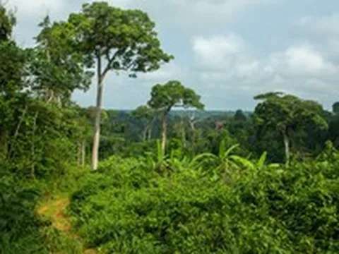 Hàng xóm Việt Nam rót 350 triệu USD vào một quốc gia châu Phi: Phát triển vùng trồng 130.000 ha, đặt cược vào hai loại ‘hạt vàng'