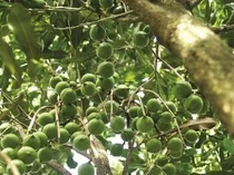 Việt Nam sở hữu loại hạt đắt nhất thế giới mà toàn cầu đang ‘thèm khát’: Trên 3 năm mới được thu hoạch, nước ta có diện tích trồng 46.000ha