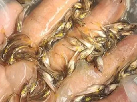 Lần đầu tiên sinh sản nhân tạo thành công cá bông lau, mở triển vọng nuôi thương phẩm ở ĐBSCL