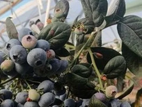 Đắt hơn sầu riêng, Trung Quốc quyết tâm làm giàu với loại trái cây đặc biệt: Nga, Đông Nam Á cực ưa chuộng, Việt Nam cũng đang trồng