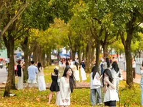Nô nức check-in con đường TPHCM phủ sắc vàng như mùa thu Hà Nội