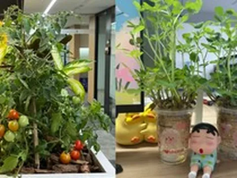Trồng trọt ở văn phòng chưa đã, hội “nông dân công sở” rủ nhau thuê 12m² đất ở ngoài thành, mỗi năm thu hoạch 100kg rau