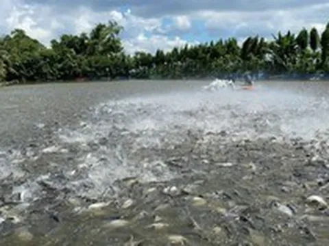 Chỉ Việt Nam tạo ra ngành công nghiệp tỷ đô cho mặt hàng này - chiếm 90% xuất khẩu toàn cầu