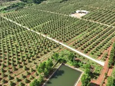 Bầu Đức trồng một loại cây 'bán giá nào cũng lãi': bội thu 7.500 tấn, sản lượng gấp 2 lần cả năm trước