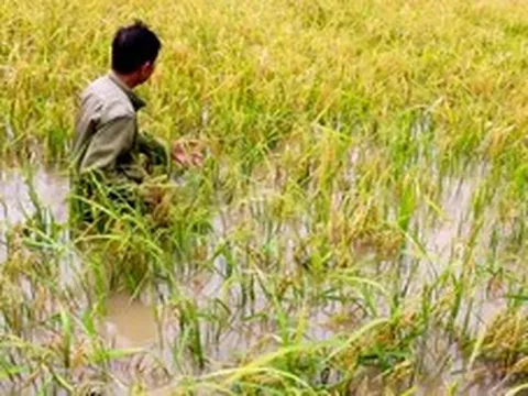 Hơn 4.200 hecta lúa ở Cà Mau bị ngập do mưa lớn kéo dài kèm dông lốc
