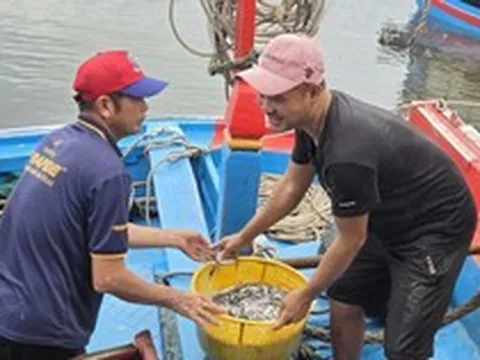 Trúng đậm cá cơm trái vụ, ngư dân Quảng Ngãi 'bỏ túi' bạc triệu mỗi ngày