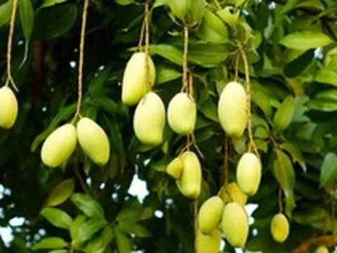 Không phải thanh long hay sầu riêng, Campuchia quyết làm giàu từ loại quả Việt Nam cũng đang trồng nhiều: Diện tích trồng tăng 2.660%, sản lượng 2,2 triệu tấn mỗi năm
