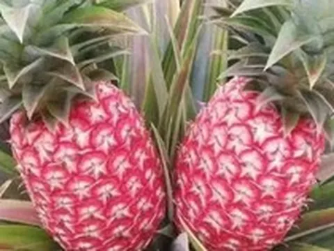 Trung Quốc quyết tâm làm giàu với trái cây quen thuộc của người Việt: Tạo ra giống mới không quốc gia nào có, sẽ xuất khẩu 5 triệu cây giống