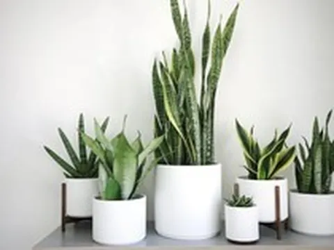 5 loại cây văn phòng giúp mắt đỡ mỏi khi nhìn màn hình máy tính
