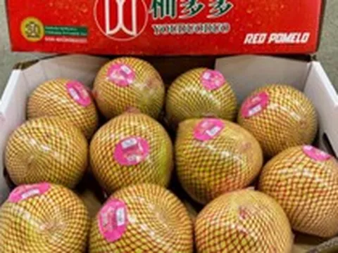 Trung Quốc được mùa với loại quả Việt Nam đang trồng rất nhiều: Châu Âu liên tục chốt đơn, diện tích trồng hơn 100.000 ha