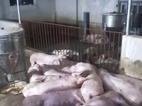 Đàn lợn 50 con chuẩn bị xuất chuồng bị sét đánh, thiệt hại gần 300 triệu đồng