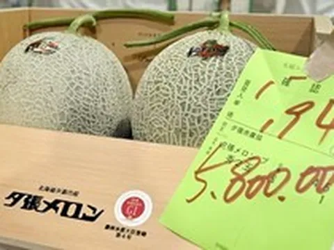 Dưa lưới gần 1 tỷ đồng/cặp có gì đặc biệt?