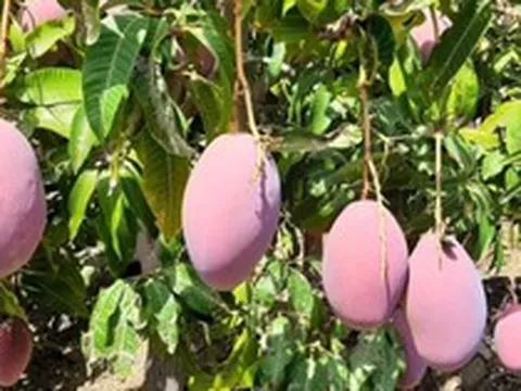 Không phải sầu riêng, Thái Lan lo mất trắng một loại trái cây do lũ lụt: Cây mới cần 4-5 năm mới cho quả, Việt Nam đang sở hữu hơn 100.000 ha