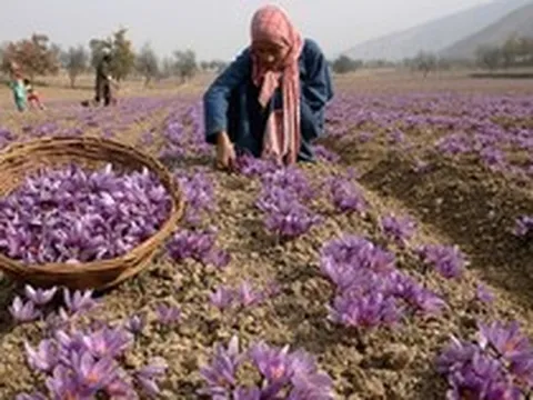 Việt Nam từng trồng thành công 'vàng đỏ' đắt nhất thế giới: là 'kho' chất chống oxy hóa, giá lên tới 500 triệu đồng/kg
