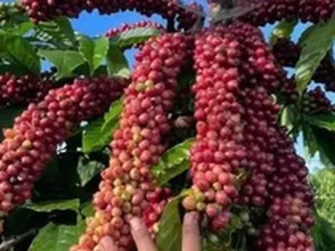Giá cà phê trong nước giảm