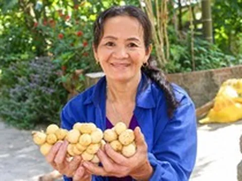 Đặc sản tiến vua vào mùa thu hoạch, nông dân xứ Tiên bỏ túi bạc triệu