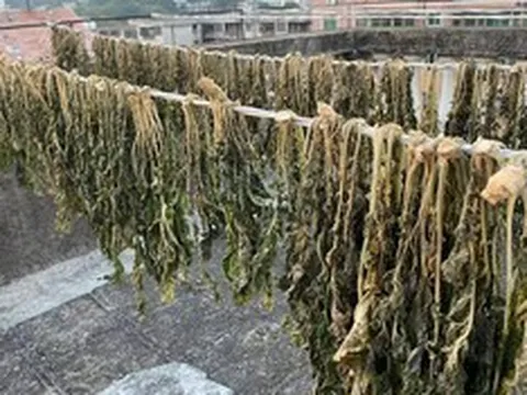 Đừng chỉ ăn củ, lá loại cây này được ví như "chổi quét" tự nhiên cho đường ruột