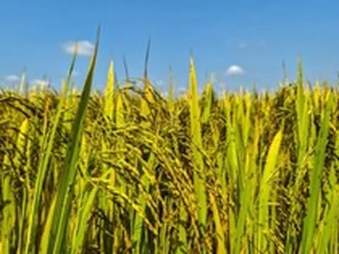 Không phải Thái Lan, xuất hiện một đối thủ mới của gạo Việt Nam: Đặt mục tiêu xuất khẩu 3 triệu tấn gạo, đang bội thu đơn hàng tại Philippines