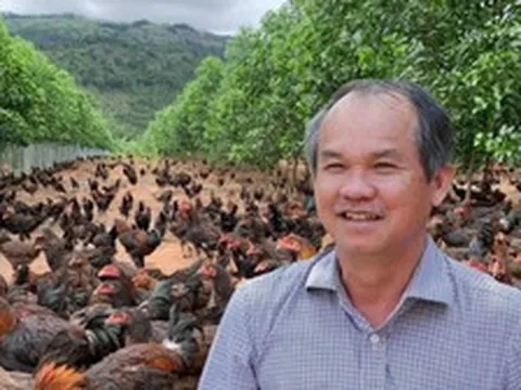 Đàn gà ăn chuối của bầu Đức giờ ra sao?