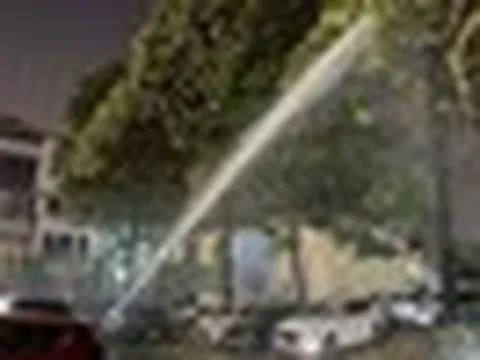 Mùi hương hoa sữa khiến người dân Thủ đô khó chịu: Đơn vị quản lý nói gì?