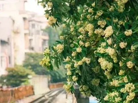 MC Diễm Quỳnh bênh hoa sữa
