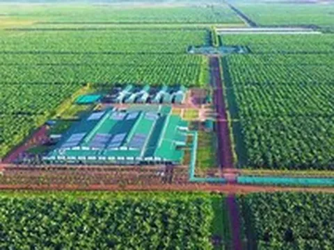 Việt Nam có một tỷ phú sang Lào, Campuchia trồng chuối quy mô lớn: Ký hợp đồng 10 năm với 'ông lớn' nông nghiệp Mỹ, phạt 1 USD/thùng nếu không đủ 90% cam kết