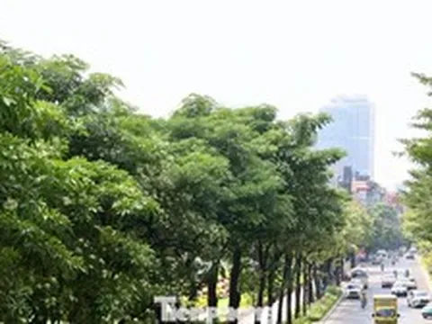 Diện mạo đường phố Hà Nội sau đợt cắt tỉa hoa sữa