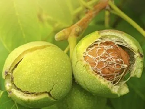 Không ăn cá hồi vẫn bổ sung Omega-3 với những thực phẩm quen thuộc này