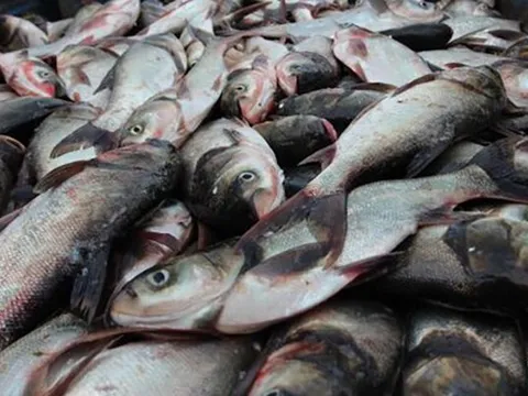 Loài cá thường bị chê vì mùi tanh nhưng lại là “kho báu” Omega-3 cực tốt cho sức khỏe