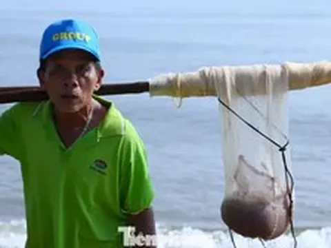 Nghề 'đi giật lùi' kiếm tiền triệu mỗi sáng ở biển
