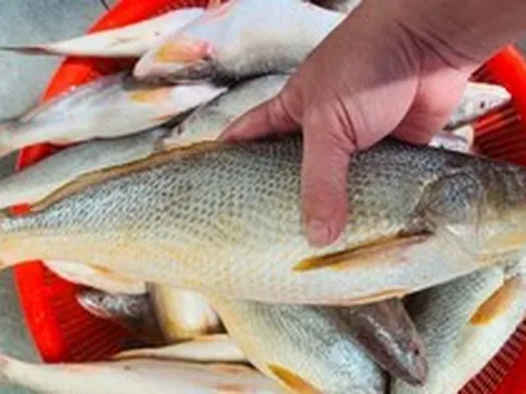 Chủ cửa hàng hải sản 20 năm tiết lộ: 5 loại cá hoang dã giàu dinh dưỡng, không thể nuôi được, thấy phải mua ngay!