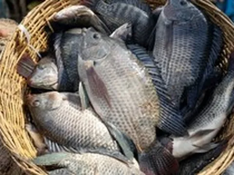Không phải cá ngừ hay cá tra, Trung Quốc lo gặp khó với mặt hàng Việt Nam đang đứng thứ 3 châu Á: Tồn kho giảm gần một nửa, protein cao hơn cả cá hồi