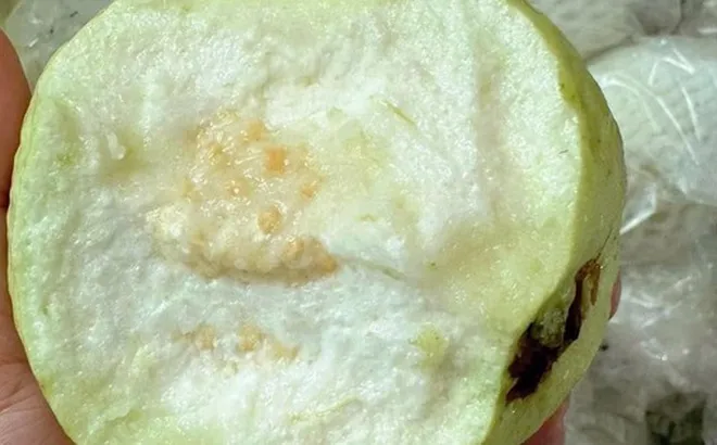 Thương lái tấp nập vào tận vườn thu mua loại quả giòn, ngọt đậm, người dân Hưng Yên kiếm bộn tiền