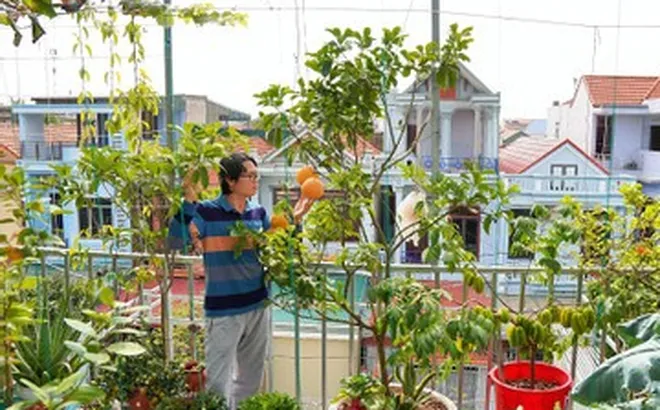 Vợ chồng Thanh Hóa làm vườn trên cao giữa lòng phố, nuôi cá, chăn đàn gà 48 con