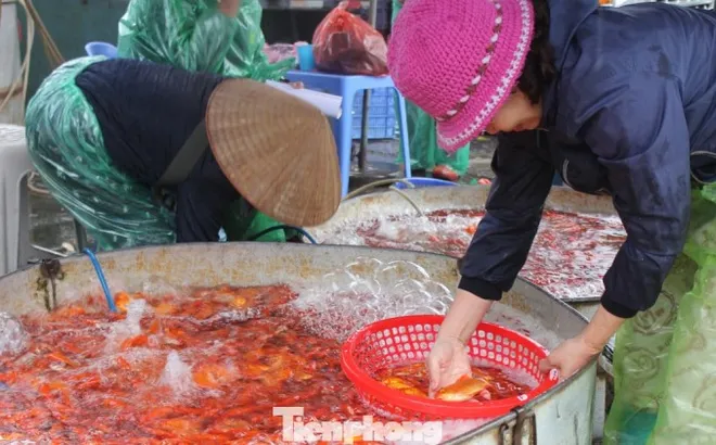 Cá chép tiễn ông Công ông Táo: Giá giảm mạnh, chợ vắng tanh